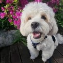 알로하 강아지유치원 호텔 이미지