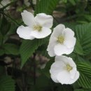 야생화편지 이미지