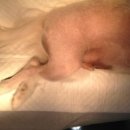 Dr.윤24시동물병원 이미지