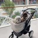 라온코코몰 | 초기 롯데몰 메종동부산 반려견 놀이터, 궁금하지 않으세요?