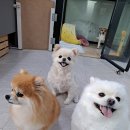 복이애견샵 이미지