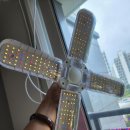 필립스(장미) 이미지