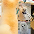 똥개언니 이미지