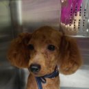 마곡나무 동물병원 이미지