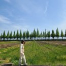 봉강마을회관 | 창원 가볼만한곳: 죽동마을 메타세콰이어길, 가볍게 드라이브하기 좋은 길