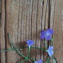 리눔(LINUM)