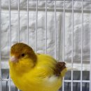 카나리아 이미지