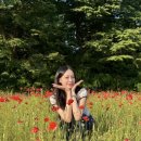 파크프렌드(미사리경정장) | 6월에 서울 근교 하남 미사 조정경기장 경정공원 가야하는 이유: 양귀비 꽃 축제