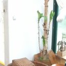 고사리민박 이미지