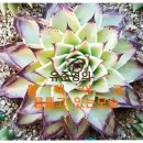 최강농장 이미지