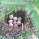 아침향기 이미지