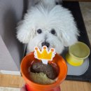 13살 강아지 꼬미 생일선물🎁 두랑루랑 크롭 후드 하네스 후기