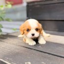 멍멍이가족 | 카발리에 킹 찰스 스패니얼 분양 명랑한 멍멍이