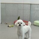 댕그루멍 이미지