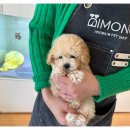 부산강아지분양 디몽 광안리본점 이미지