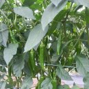 다우리농장 이미지