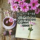 샬롬 Daum카페