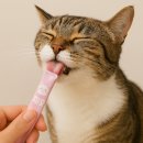 행복한 고양이 이미지