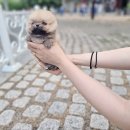 펫블리강아지&미라클고양이 이미지