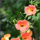 행복한 꽃 이미지