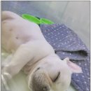 빼로독 강아지분양 의정부본점 | 의정부강아지분양 소수 정예로 관리되는 강아지들을 직접 보고 감동받은 의정부 분양샵 후기 빼로독...