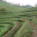 차밭매점 이미지