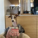 두세네몽 | 모카는 여행중 _ 부산