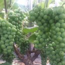 정우농원 이미지