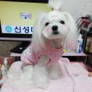 러블리 몽몽 이미지