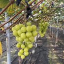 서준농장 이미지