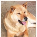 청주진도견연구소 이미지