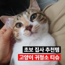 착한 고양이 | 간편하게 쓰는 고양이 귀청소 티슈, 초보 집사 추천템
