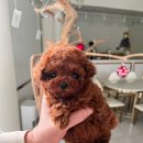 퍼피데일리 이미지