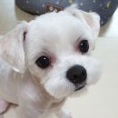 아이러브도그 이미지