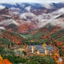 고양 만경사 석조여래좌상 | &#34;이날 단 2일만 개방됩니다&#34; 단풍 숲에 쌓인 450년 은행나무가 있는 사찰 운문사