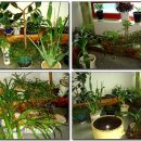 꿩샤브샤브 이미지