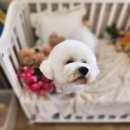 안다펫살롱 이미지