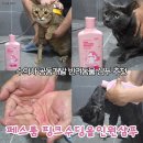윤그루밍 | 수의사 공동개발 페스룸 고양이샴푸로 냥빨한 후기
