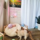도그런살롱 | 경기광주,애견미용 만족도 높았던 도그런살롱 방문기&amp;포메,말티푸 미용후기 내돈내산