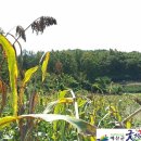 두란농장 이미지