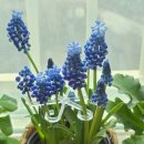 희망농원 | 성민꽃란농원 | 강동 하남 상일동 화훼 꽃집 추천 🌸 부모님 단골 봄꽃 화분 쇼핑 후기 (내돈내산...