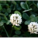 사슴목장 이미지