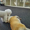 Cozy Doggie (코지도기) 이미지