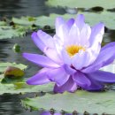 세미원 연꽃박물관 이미지