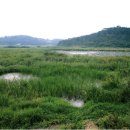 함안 대송리 늪지식물 이미지