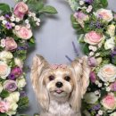 지혜롭개 이미지