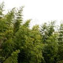 바람소리 이미지