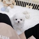 멍토피아 이미지