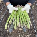 토고미농장 이미지