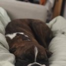 강아지공간 이미지